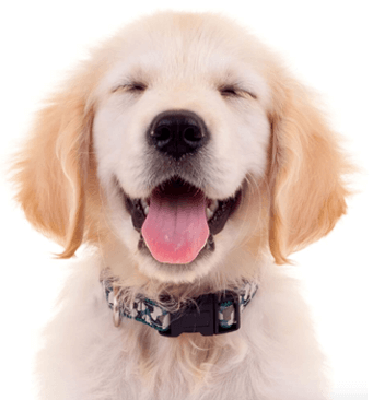 Snif-Snax All-Natural Dog Treats