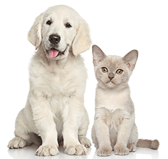 pet vet supplies online
