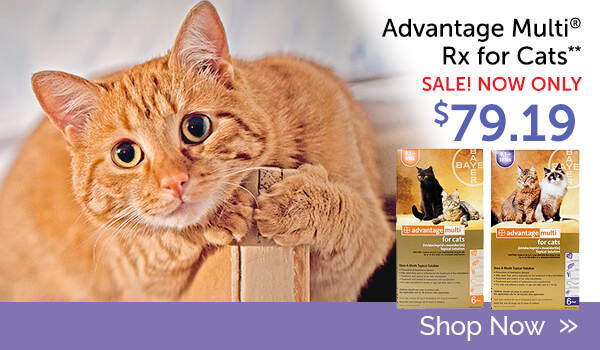 Buy Advantage Multi Rx for Cats