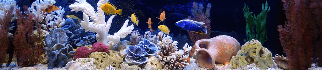 Fish Supplies |Fish Pond & Aquarium Supplies | Lambert Vet Supply