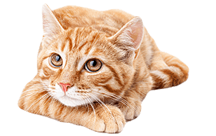 Advantage Multi Flea Tick Heartworm Preventive For Cats