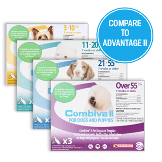 patterdale terrier puppies for sale near me