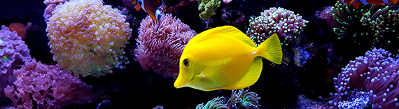 Shop Fish Supplies
