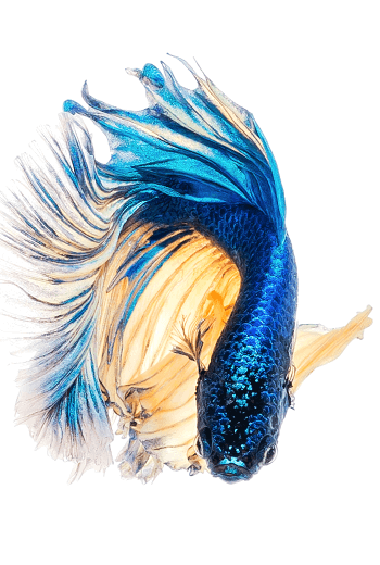 Shop Aquatic Supplies