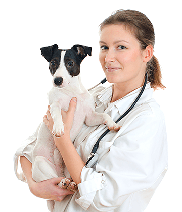 How to Choose a Veterinarian