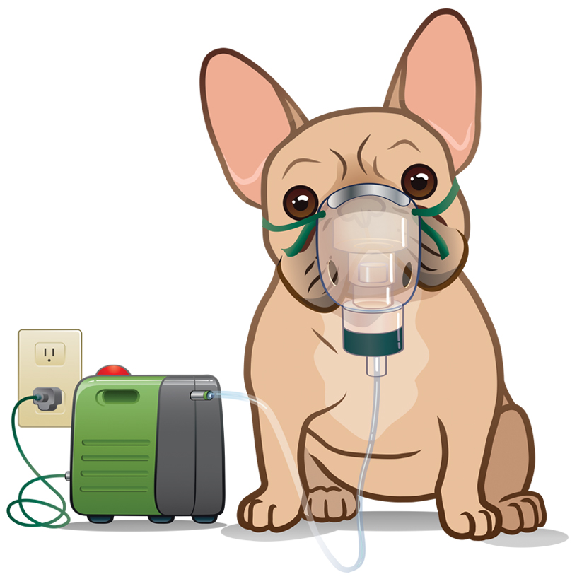 Nebulizer Use for Dogs, Cats, and Other Pets