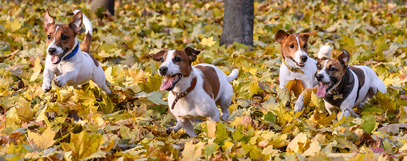 Keep Pets Safe This Fall: Autumn Health Tips