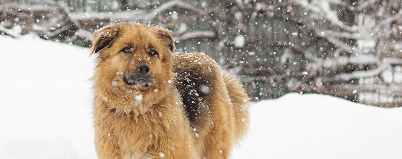 Pet Myths about Cold Weather Pet Care