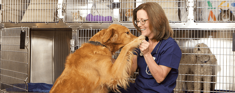 Importance of Disinfectants in Pet Facilities to Kill Pathogens and Prevent Infectious Disease Importance of Disinfectants in Pet Facilities to Kill Pathogens and Prevent Infectious Disease