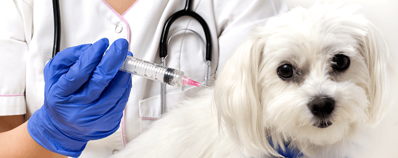 Dog receiving a vaccination