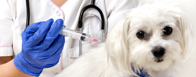 Which Dog Vaccinations are Necessary - Well Pet by Lambert Vet Supply