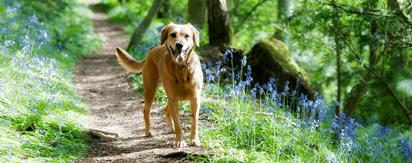 Keep flies 2024 off dogs ears