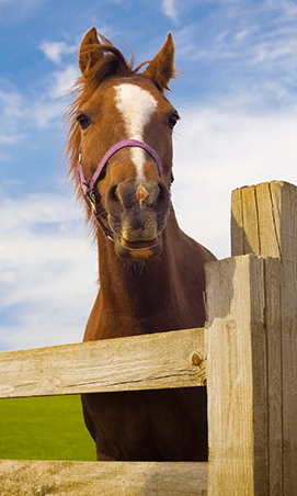A pinworm infestation may cause such irritation that a horse will rub himself raw