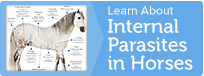 Learn more about internal parasites in horses